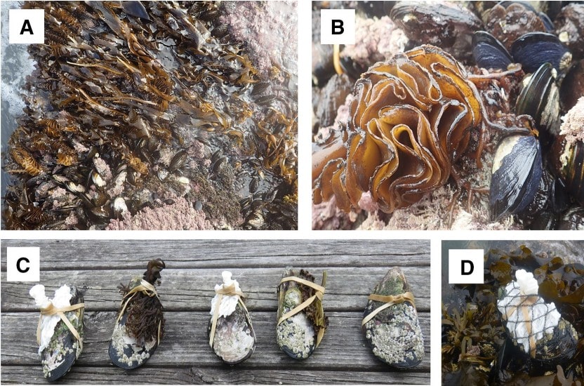 thomsen et al 2018