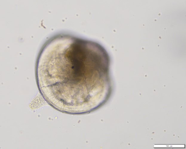 exotox study figure 3b.tif 1